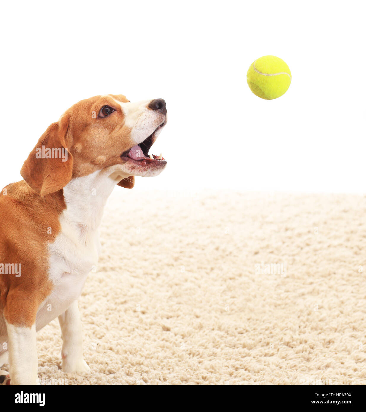 Dog catches ball on white background. Beagle play inside with tennis ball. Background with playing dog. Stock Photo