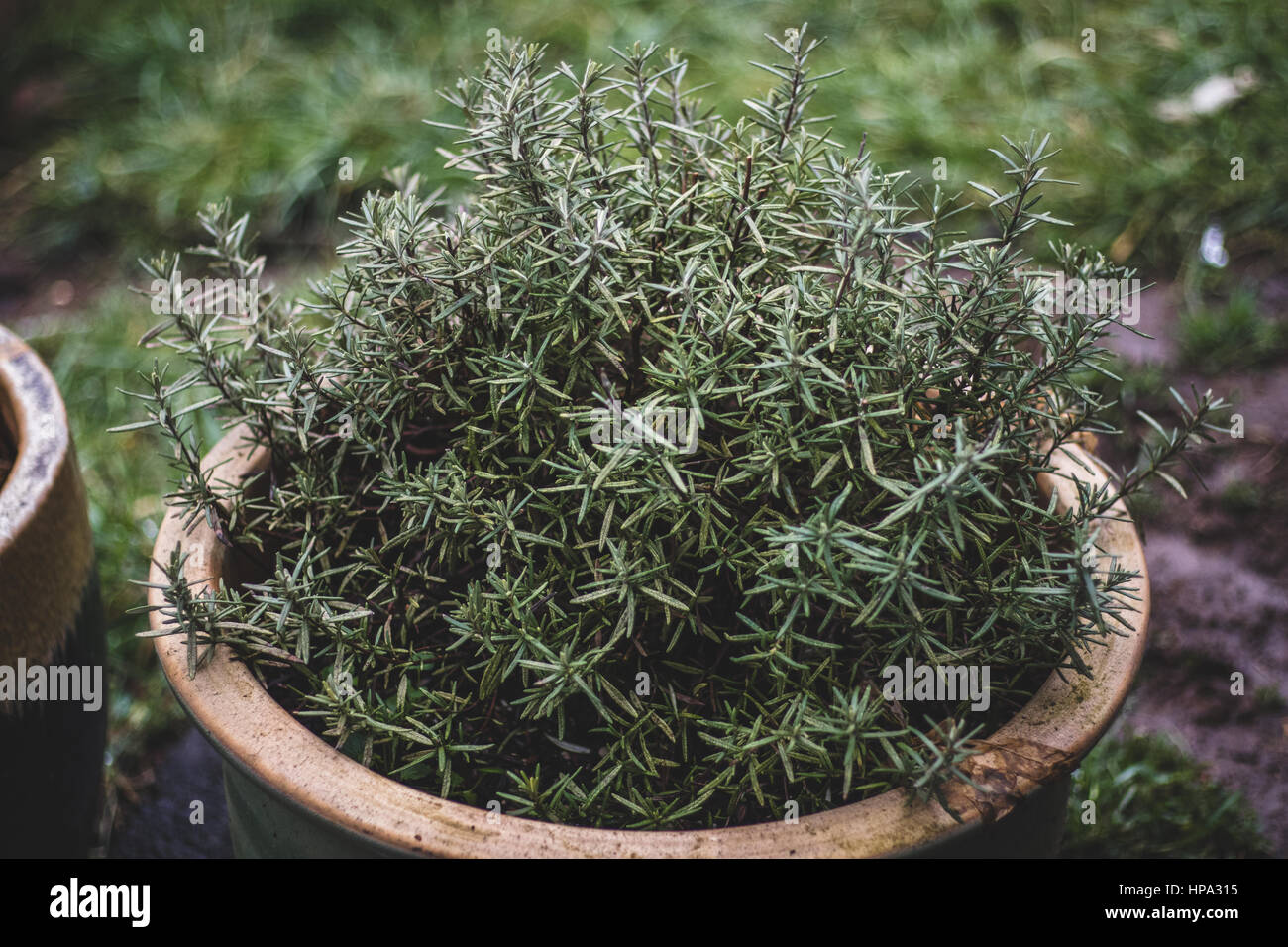 A rosemary bush growing outside in the backyard garden Stock Photo Alamy