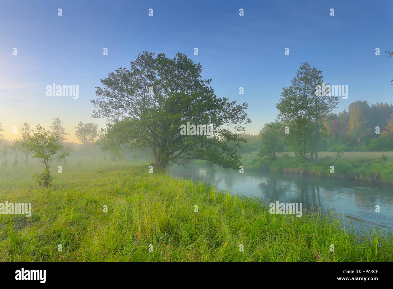 Spring sunny morning. Green grass and blue sky in spring. Spring background with meadow and mist. Stock Photo
