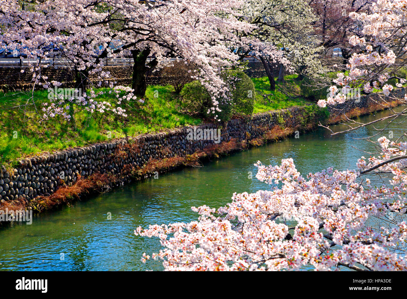 Cherry Blossoms over Tamagawa Aqueduct in Hamura city Tokyo Japan Stock ...