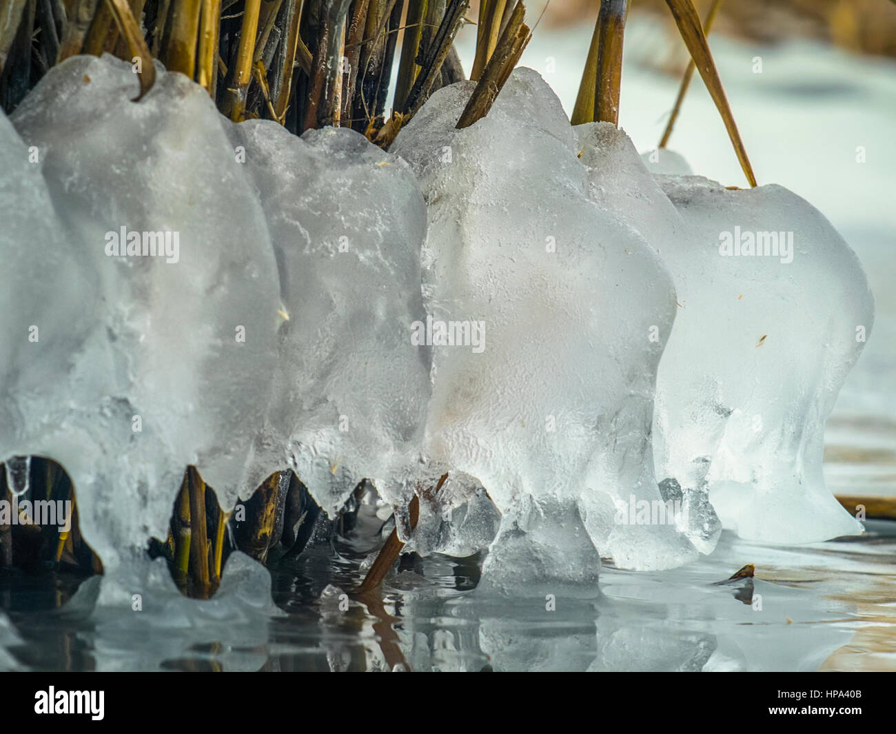 Reed roots hi-res stock photography and images - Alamy