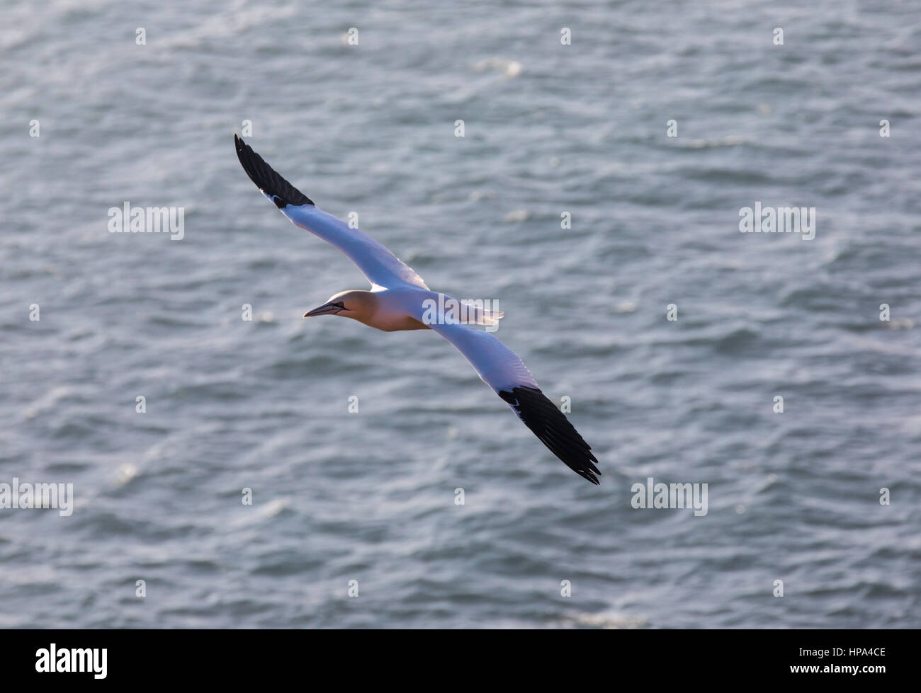 Helgoland, an German Island in the North Sea,  birds colony on the rocks, Northern Gannet birds, Stock Photo