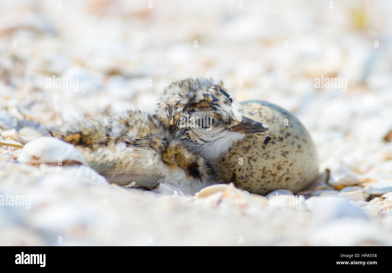 Little ringed plover (Charadrius dubius) chick and egg in the nest Stock Photo