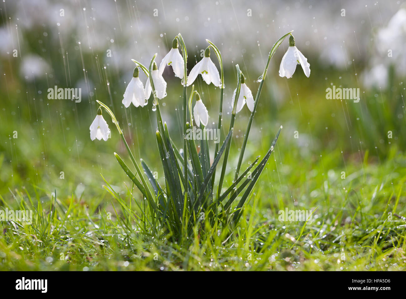 Snowdrops at Elsham Hall Gardens and Country Park. Elsham, North Lincolnshire, UK. Winter, February 2017. Stock Photo