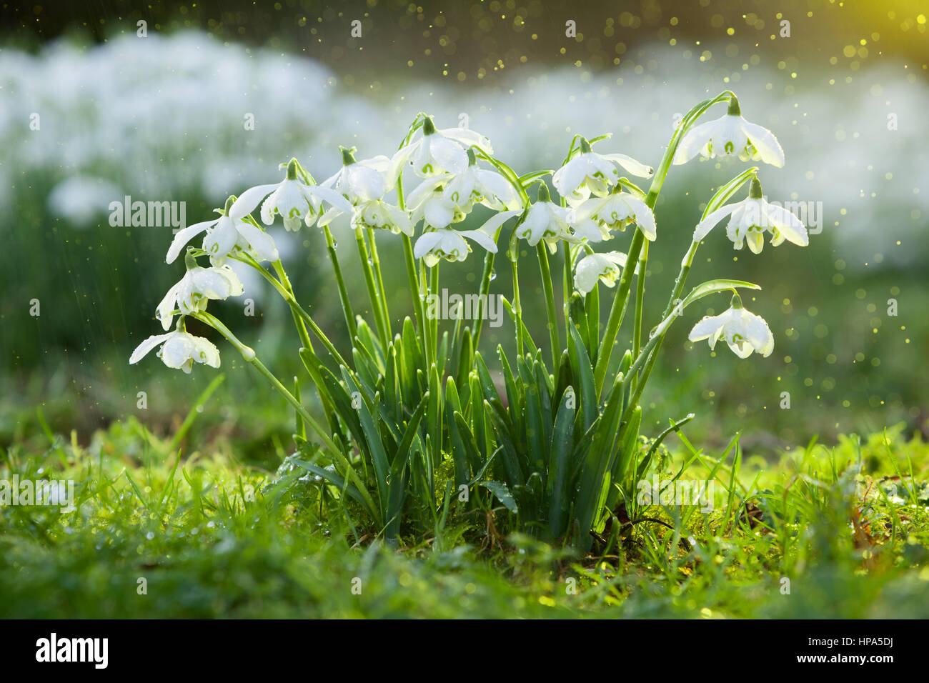 Snowdrops at Elsham Hall Gardens and Country Park. Elsham, North Lincolnshire, UK. Winter, February 2017. Stock Photo