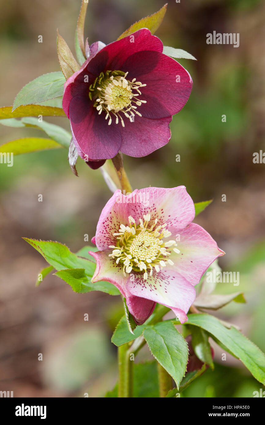 Hellebores uk hires stock photography and images Alamy