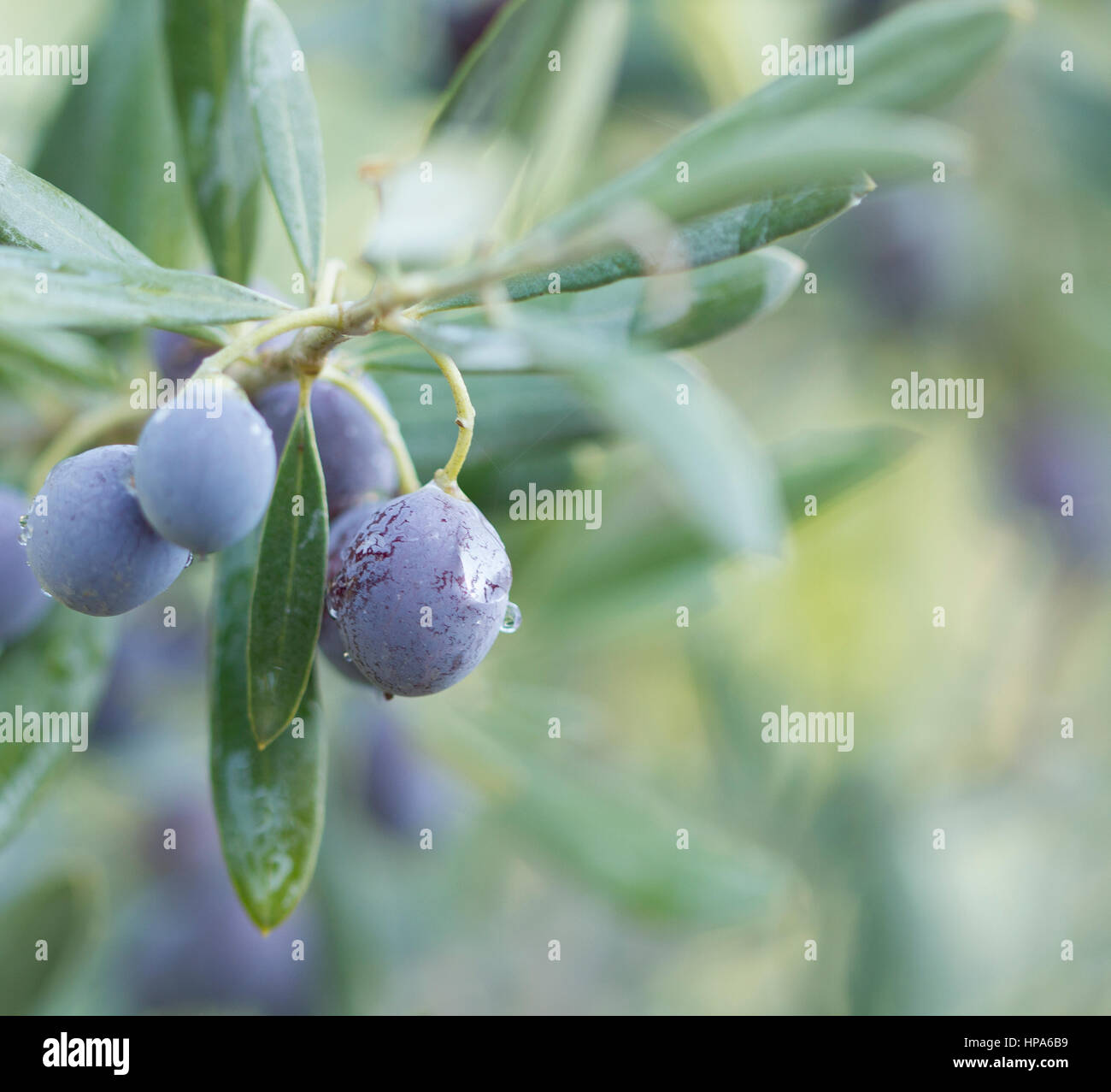 Branch of olive tree with fruits and leaves, natural agricultural food ...
