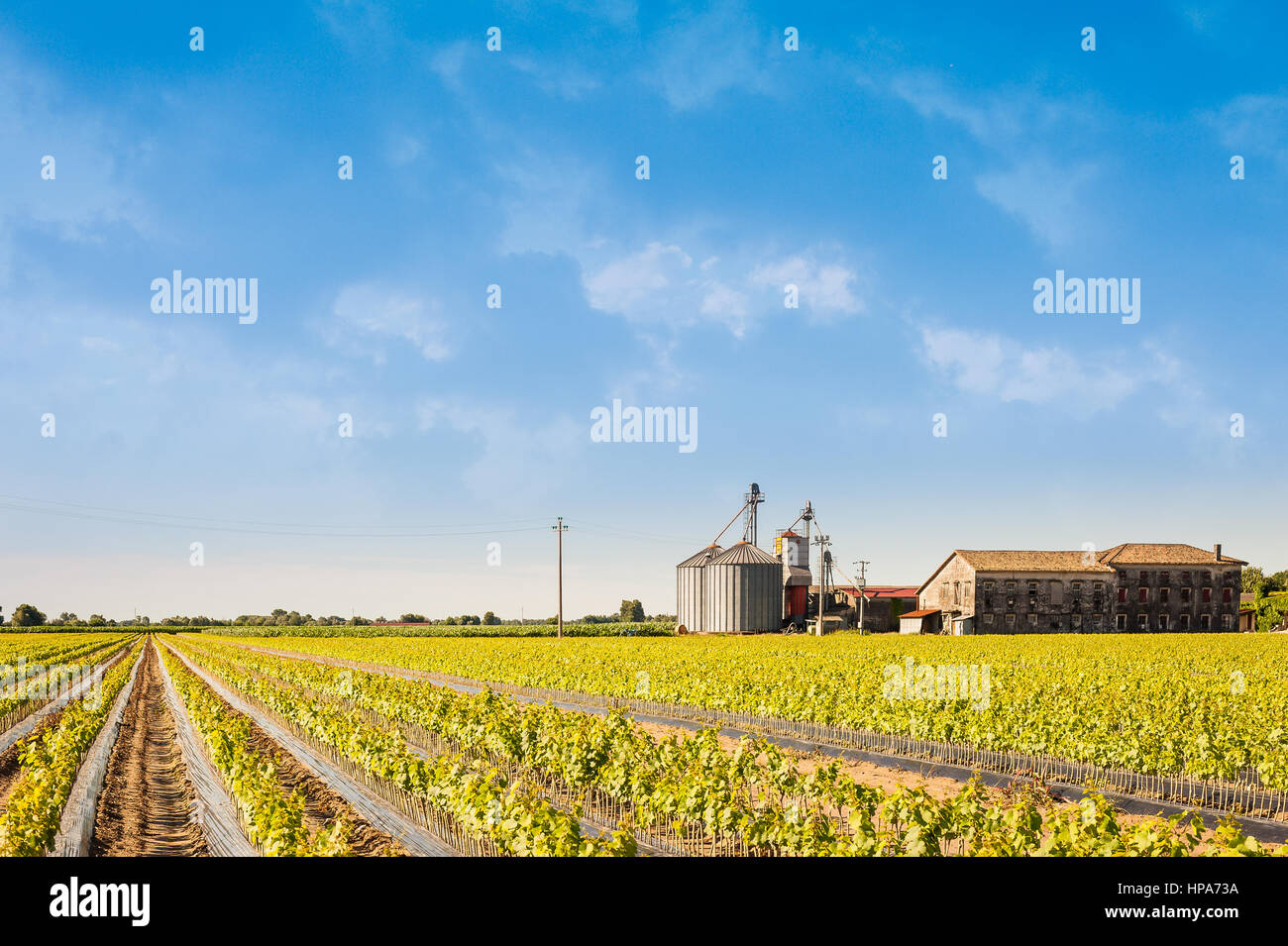 Agricultural landscape.Field of young vine.Rooted graft of vine.Silos and abandoned farm. Stock Photo