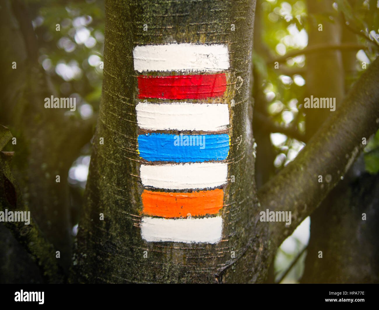 Triple hiking sign on sunlighted trunk, red blue orange Stock Photo