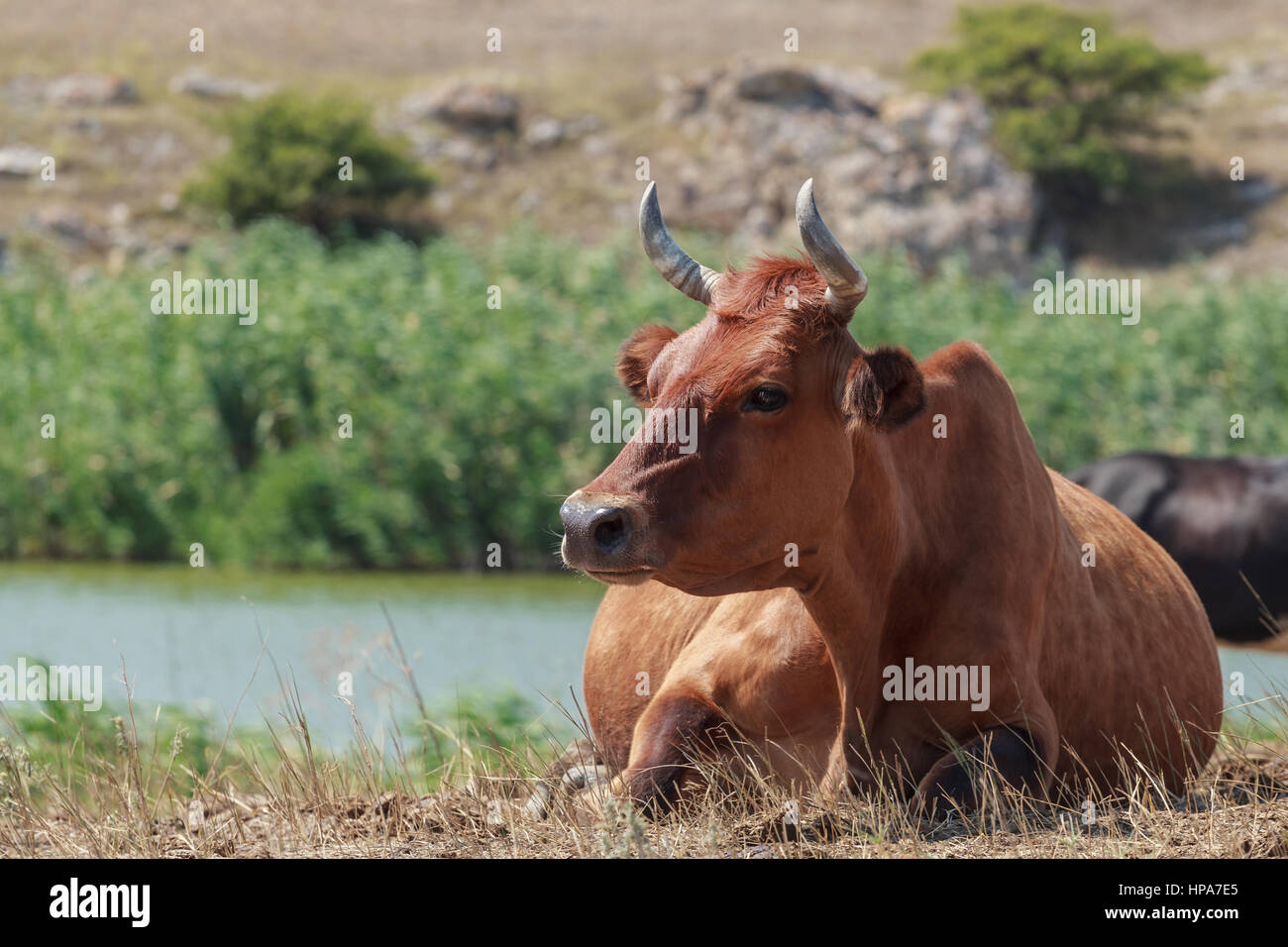 cow lying in a pasture Stock Photo - Alamy