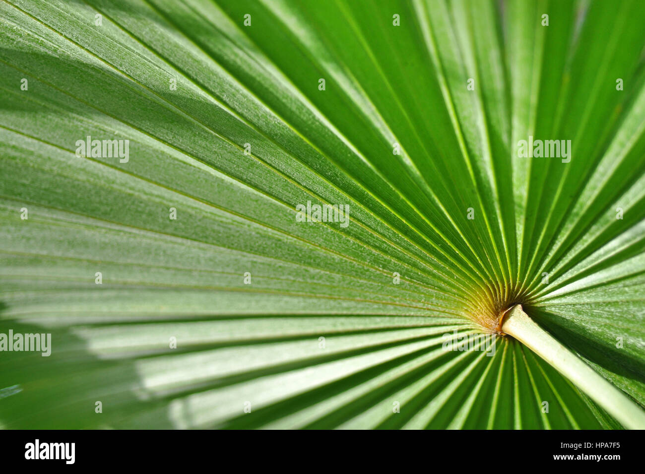 Close up livistona chinensis palm hi-res stock photography and images ...