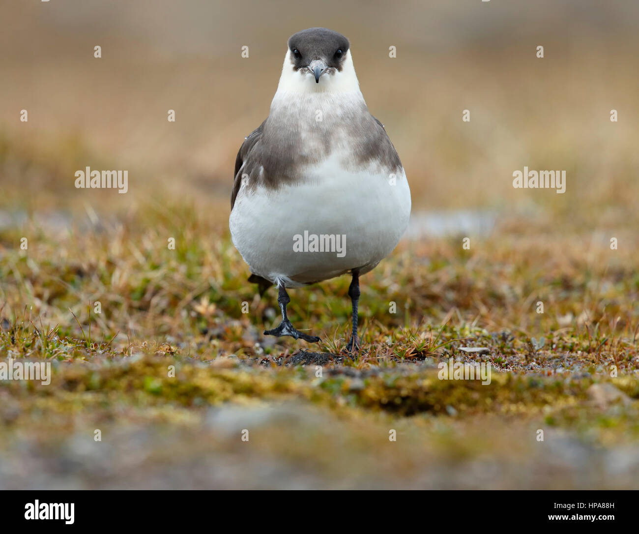 Arctic tundra habitat hires stock photography and images Alamy