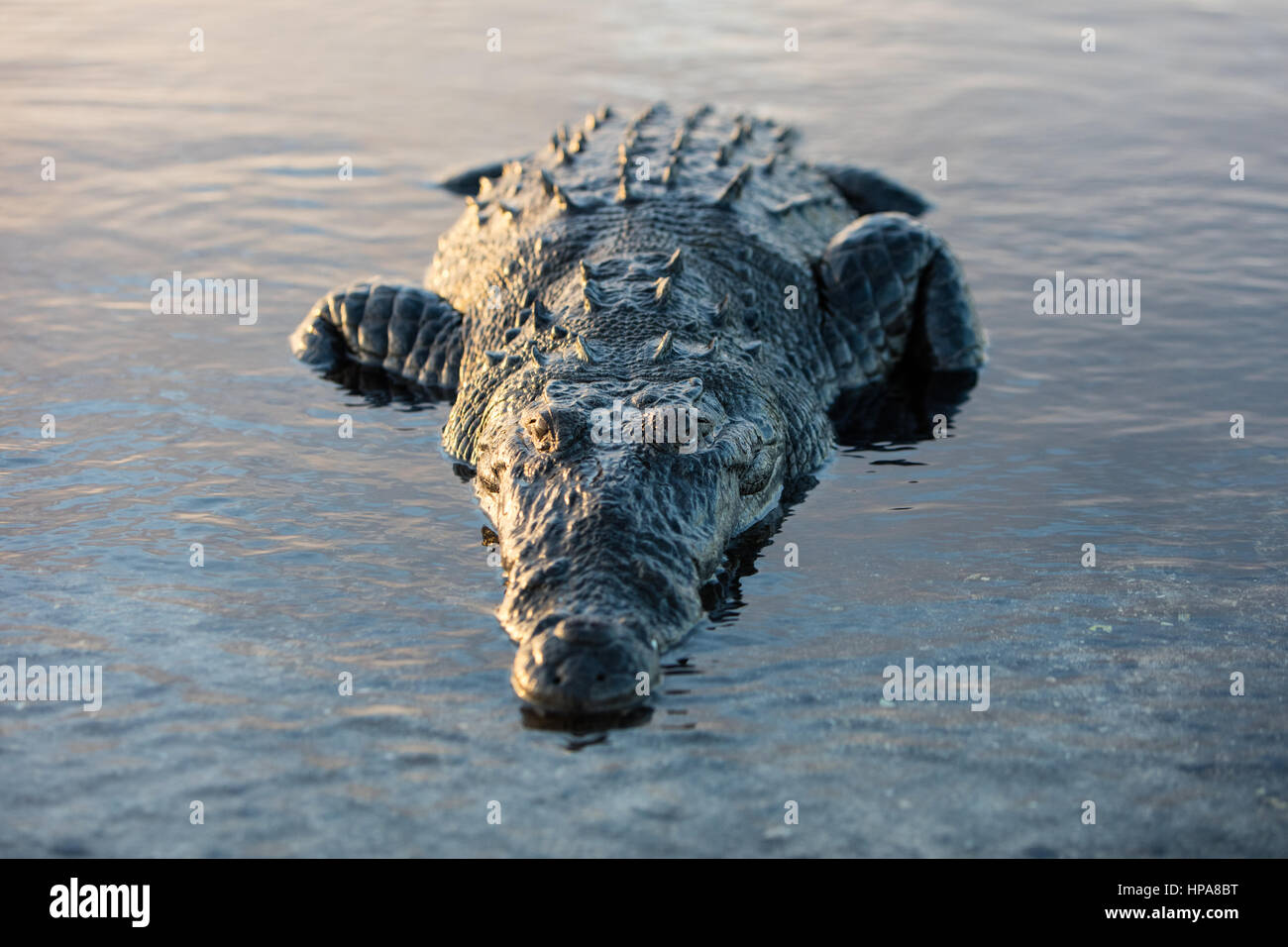 A stealthy American crocodile lies just under the surface of a lagoon off the coast of Belize. These large carnivores are potentially dangerous. Stock Photo