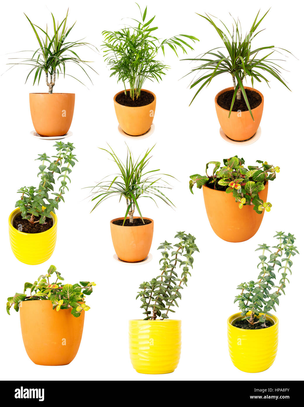 Collection of various potted plants isolated on white background Stock Photo