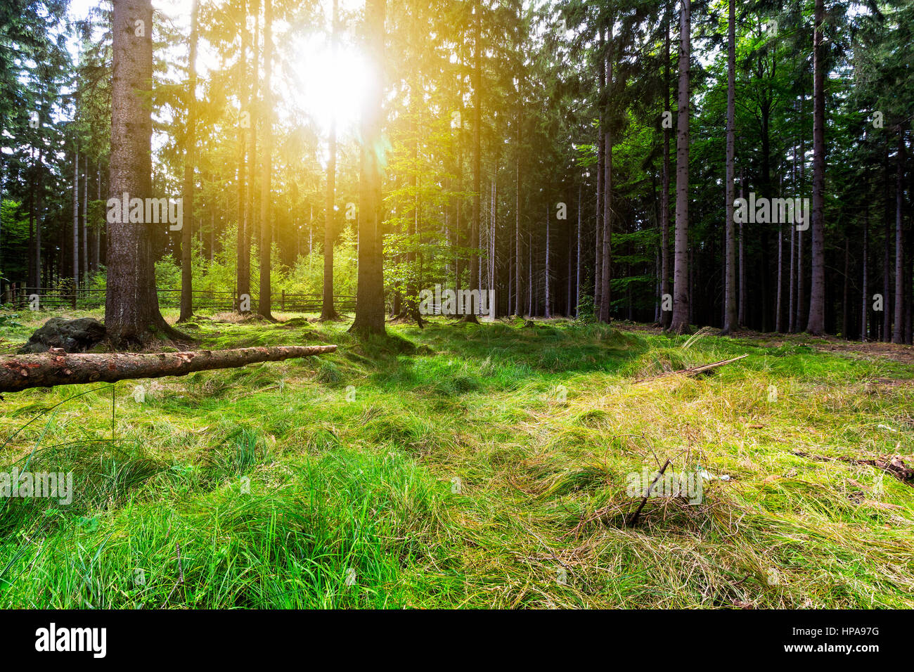 Sunbeams pour through trees in forest Stock Photo