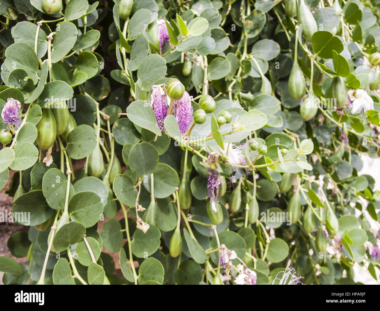 Bush caper, caper flowers Bush caper, caper flowers Bush caper, caper
