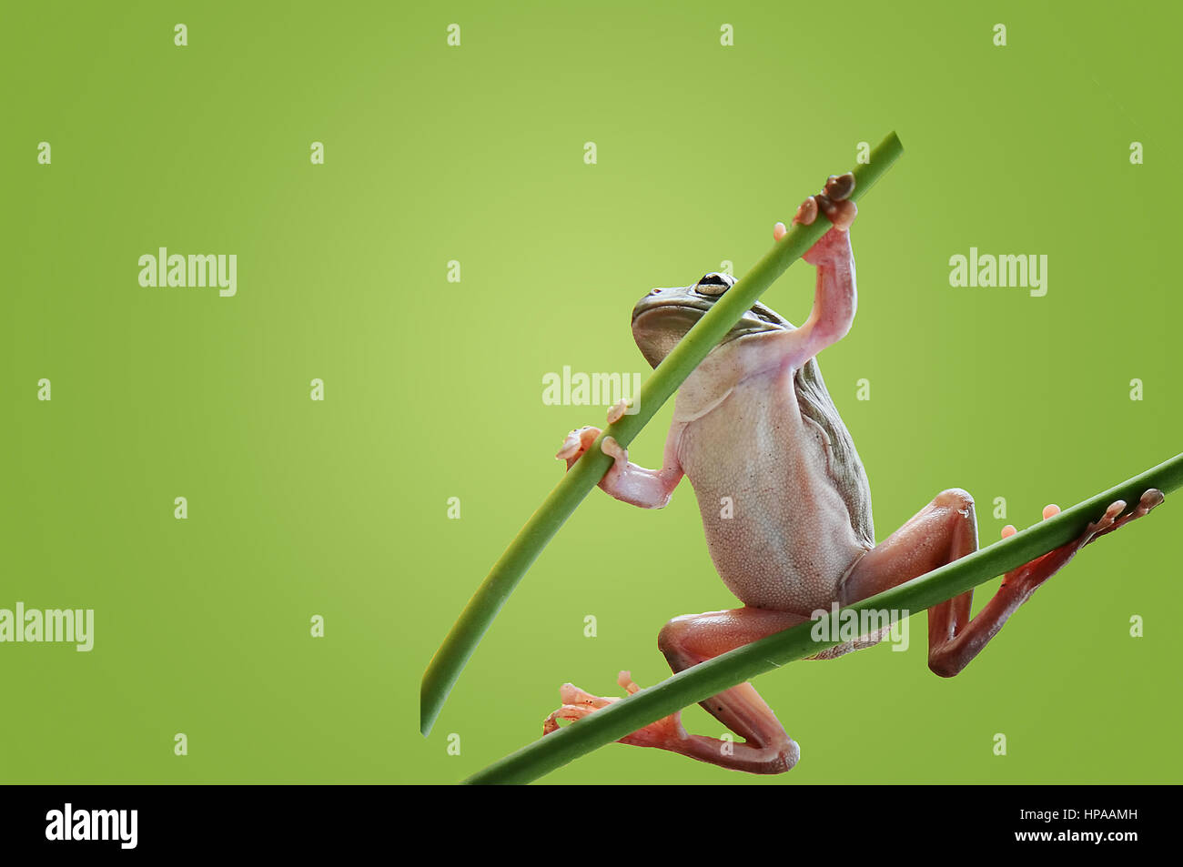 Samurai Frog, conceptual for imagenaty in my photo with editing Stock Photo