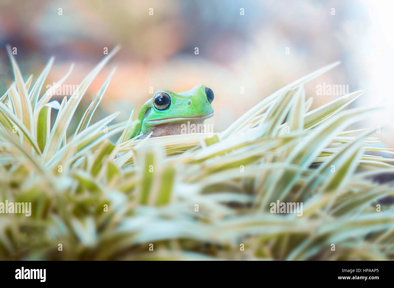 Frog Hide On The grass Stock Photo