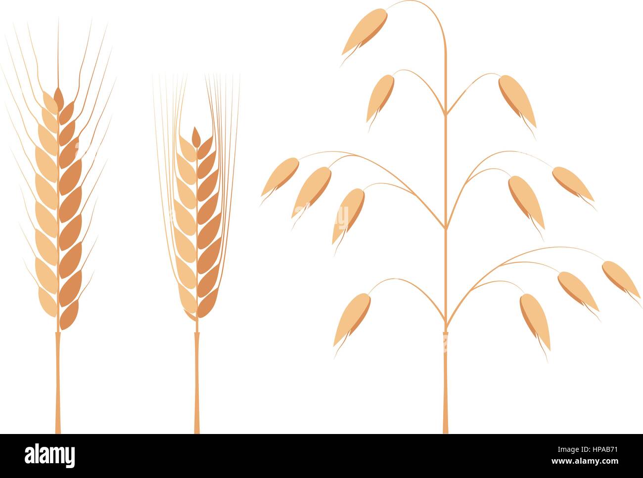 Wheat, barley and oat ears vector illustration Stock Vector