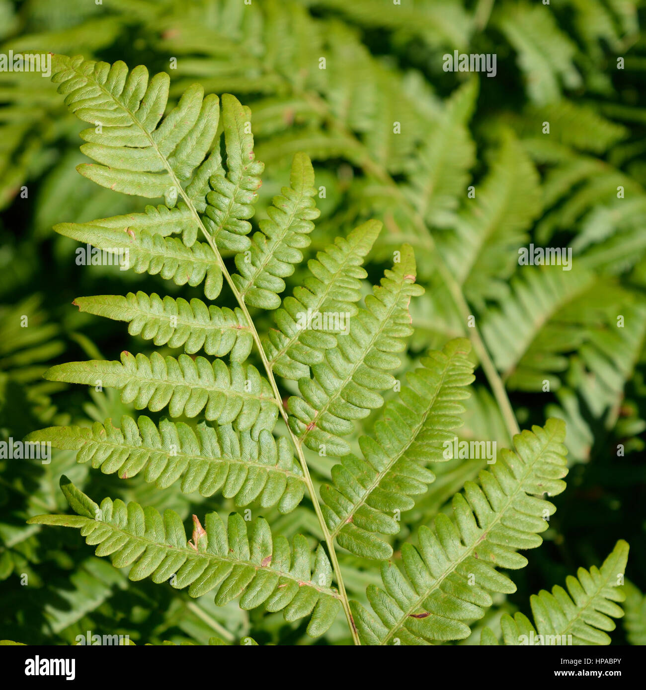 Bracken Fern (Pteridium aquilinum) Leaf Blade Stock Photo