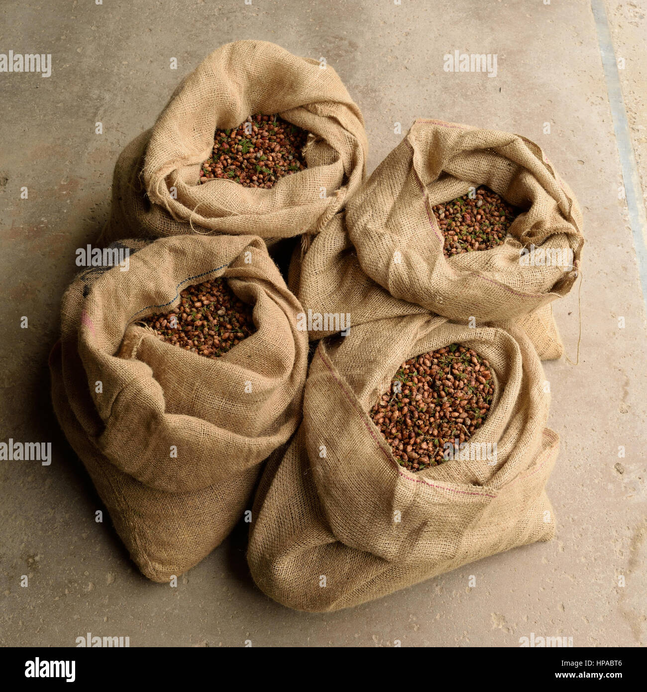 Burlap Feed Bags Full of Tamarck Larch (Larix laricina) Cones Stock Photo