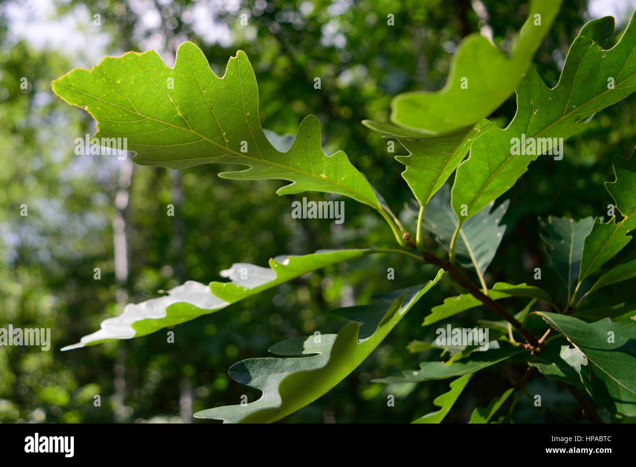 Bur Oak (Quercus macrocarpa) Leaf Detail Stock Photo
