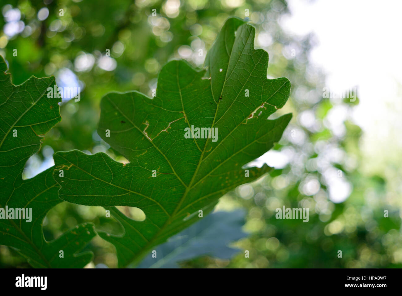 Bur Oak (Quercus macrocarpa) Leaf Closeup Detail Stock Photo