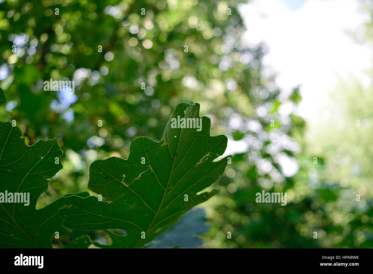 Bur Oak (Quercus macrocarpa) Leaves in the Summer Stock Photo