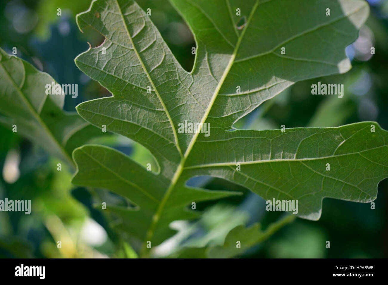 Detail of Bottom of Bur Oak (Quercus macrocarpa) Leaf Stock Photo
