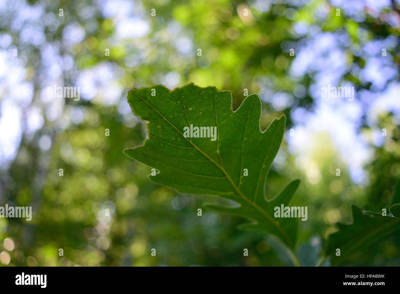 Late Summer Bur Oak (Quercus macrocarpa) Leaf Stock Photo