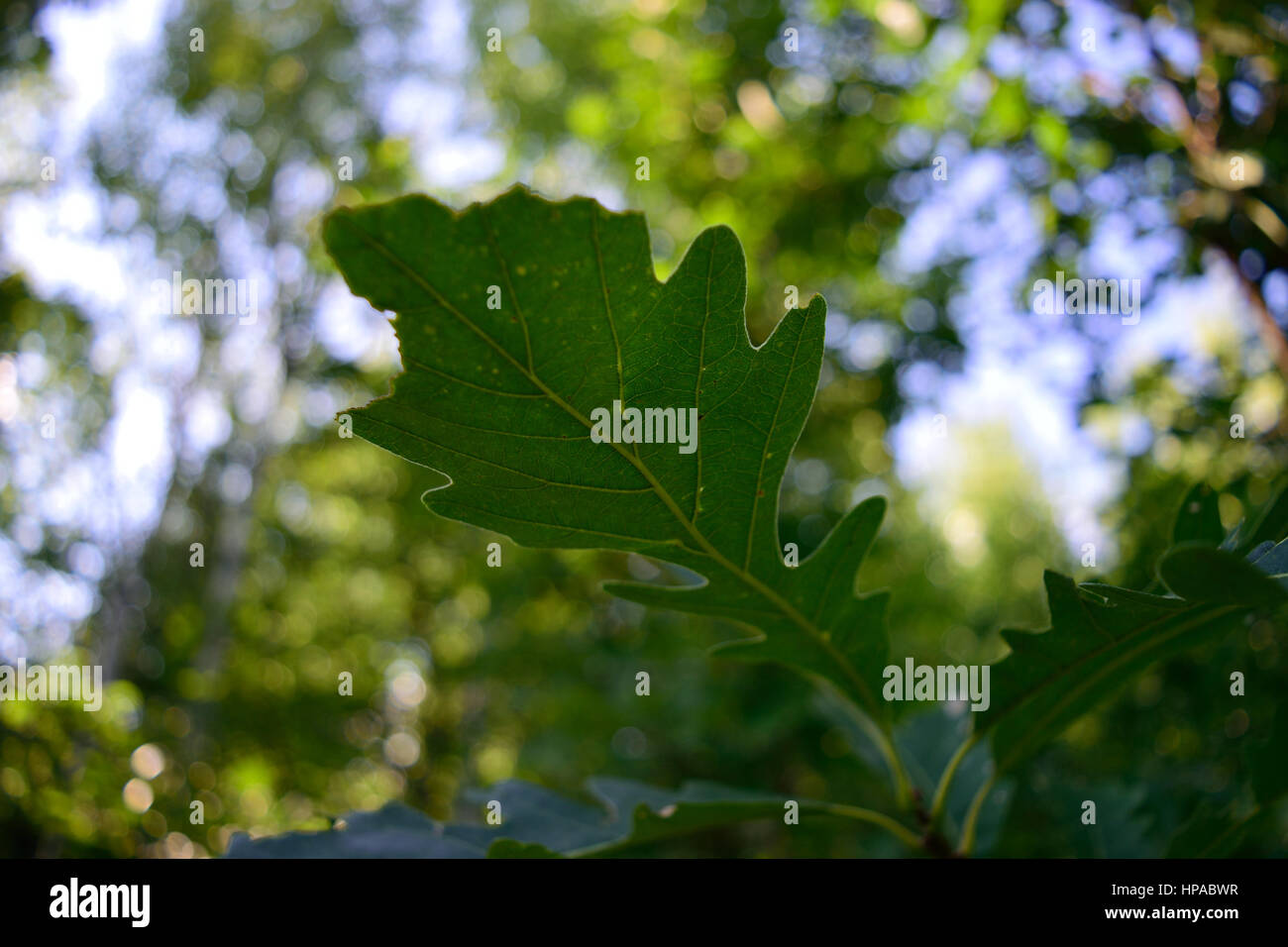 Vein Detail of Bur Oak (Quercus macrocarpa) Leaf Stock Photo