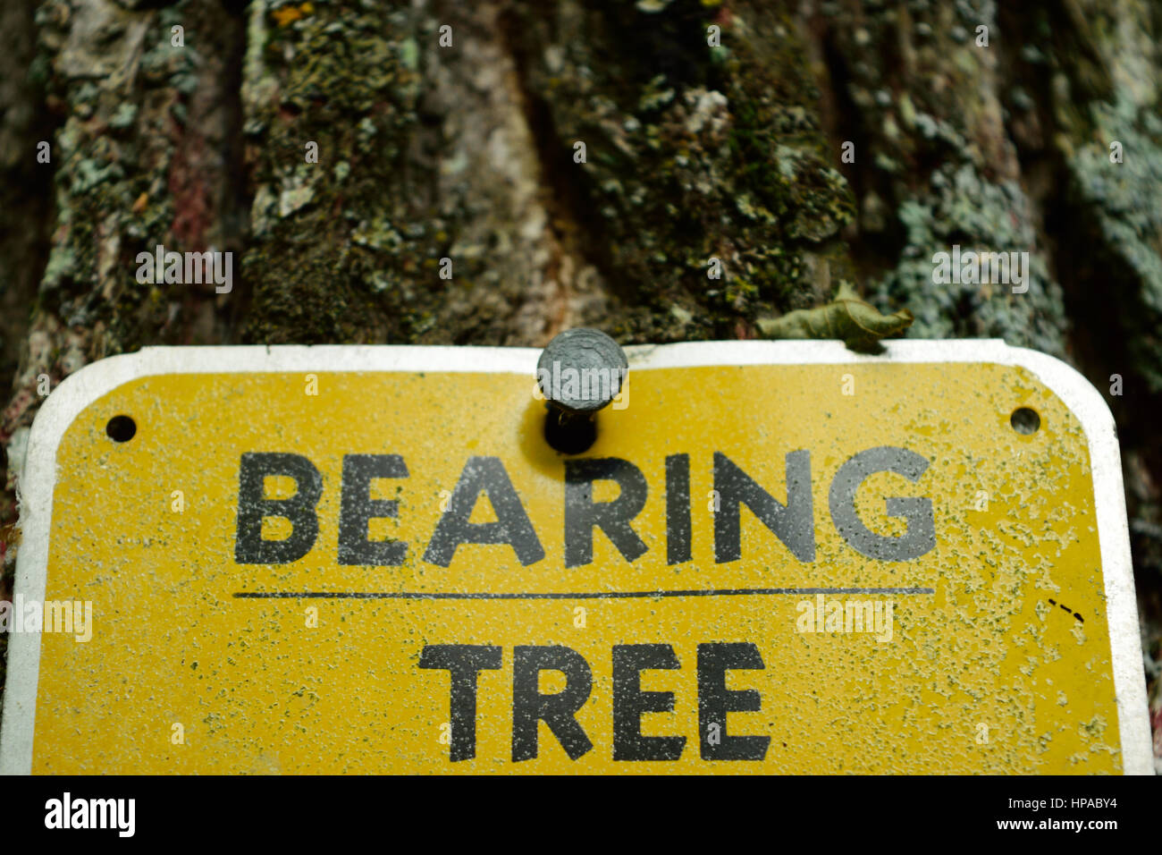 Land Survey Bearing Tree Marker Stock Photo