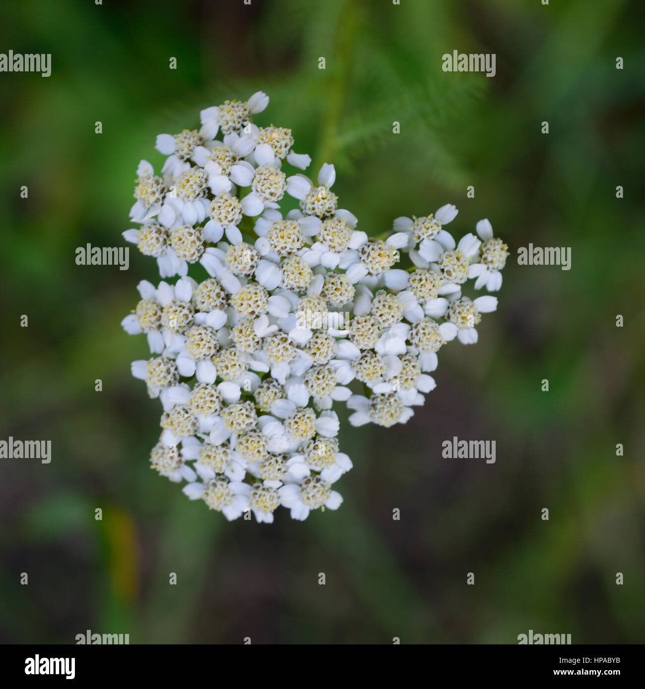 Yarrow (Achillea millefolium) Flowers Stock Photo