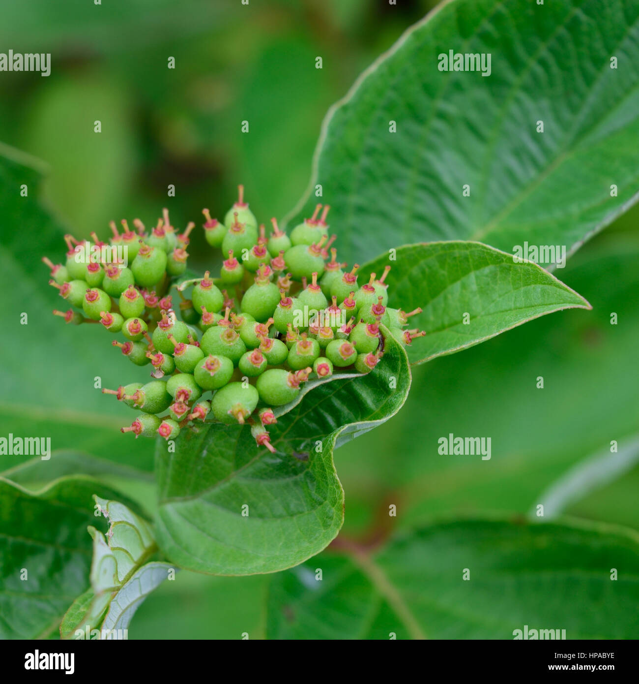 Red Osier Dogwood (Cornus sericea) Early Fruit Detail Stock Photo