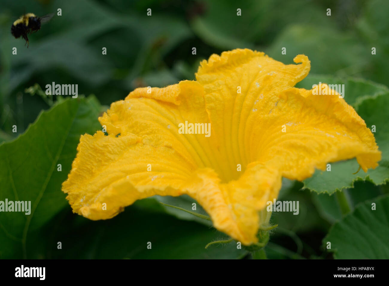 Honey Bee Flying to Squash Flower Stock Photo Alamy