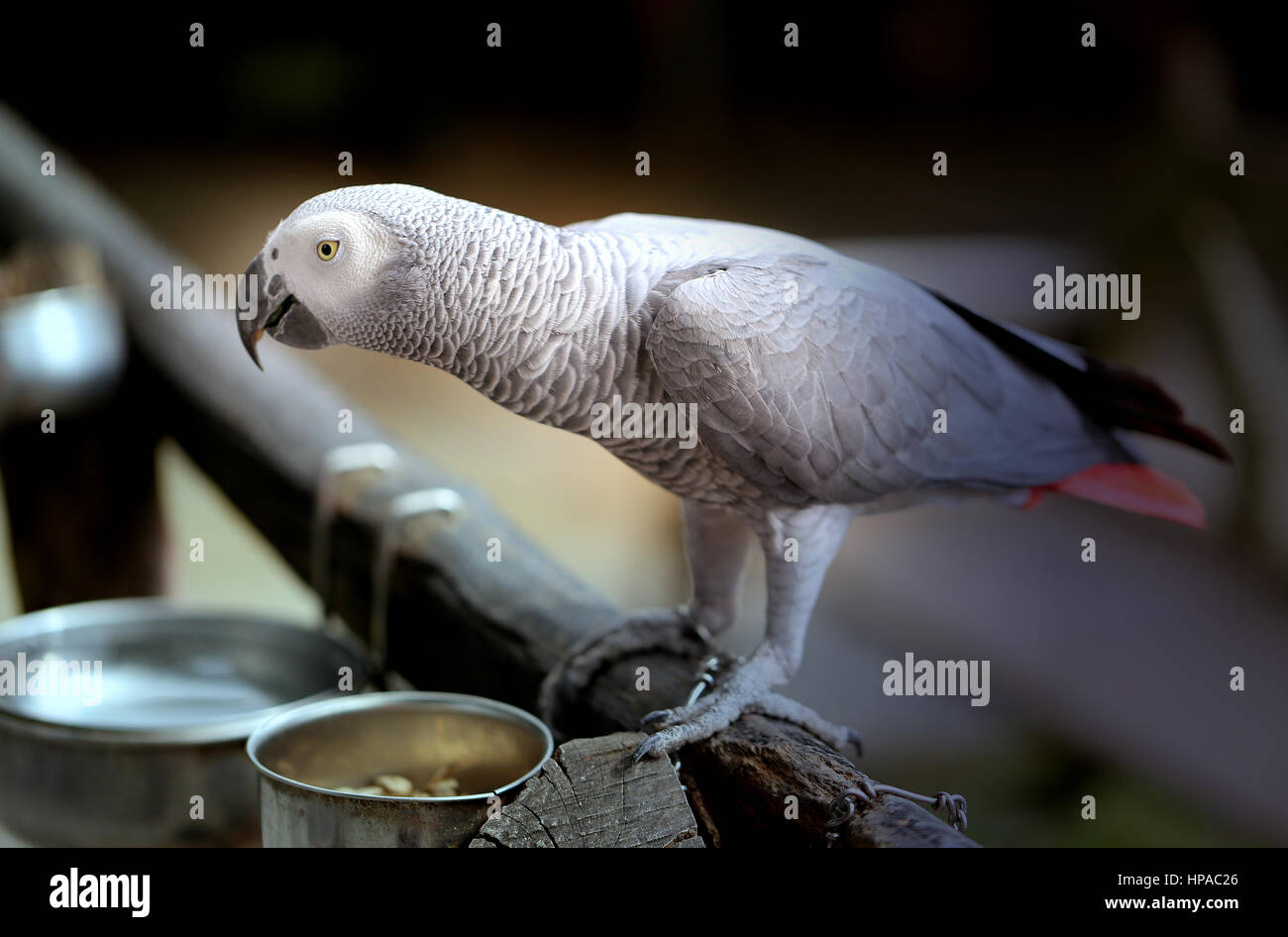 Jacquot parrot hi-res stock photography and images - Alamy