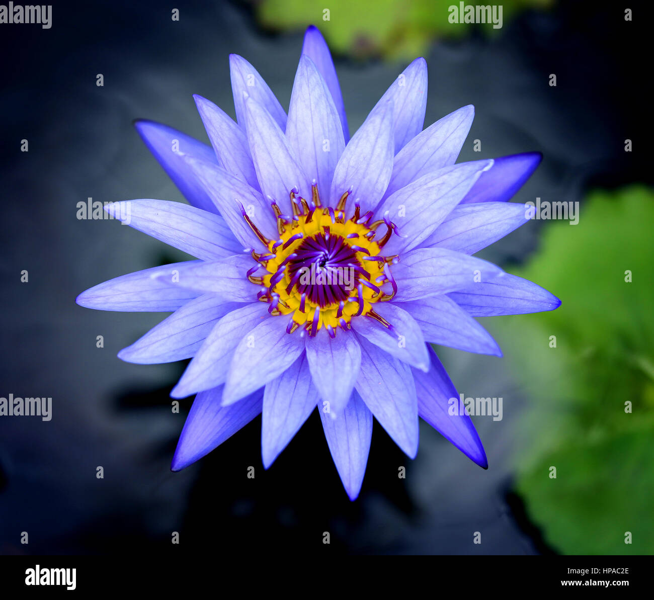 Photos purple water lilies Stock Photo Alamy