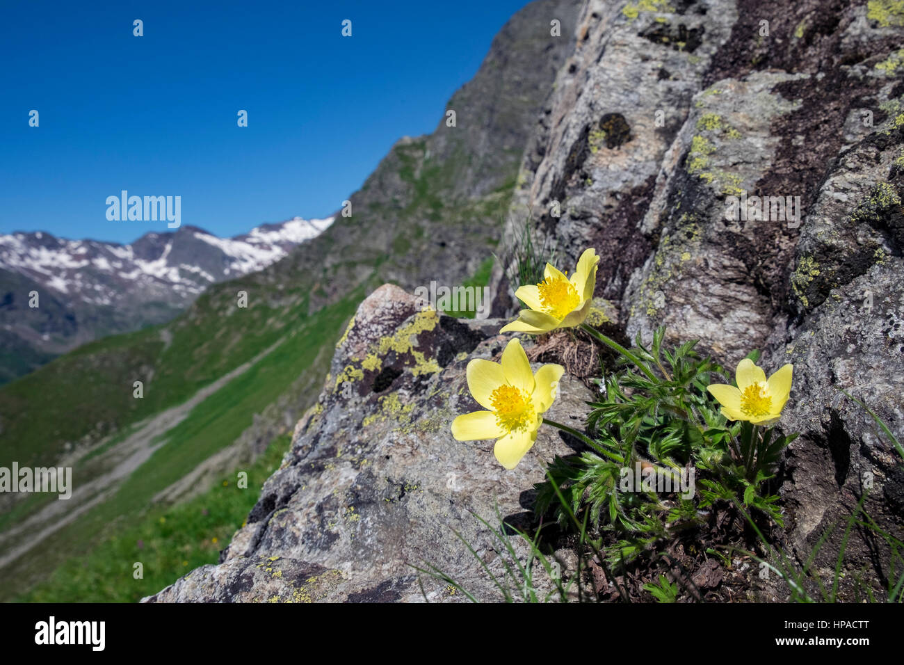 Yellow pasqueflower (Pulsatilla alpina) on rock, Pflerschertal, Trentino Province, Province of South Tyrol, Italy Stock Photo
