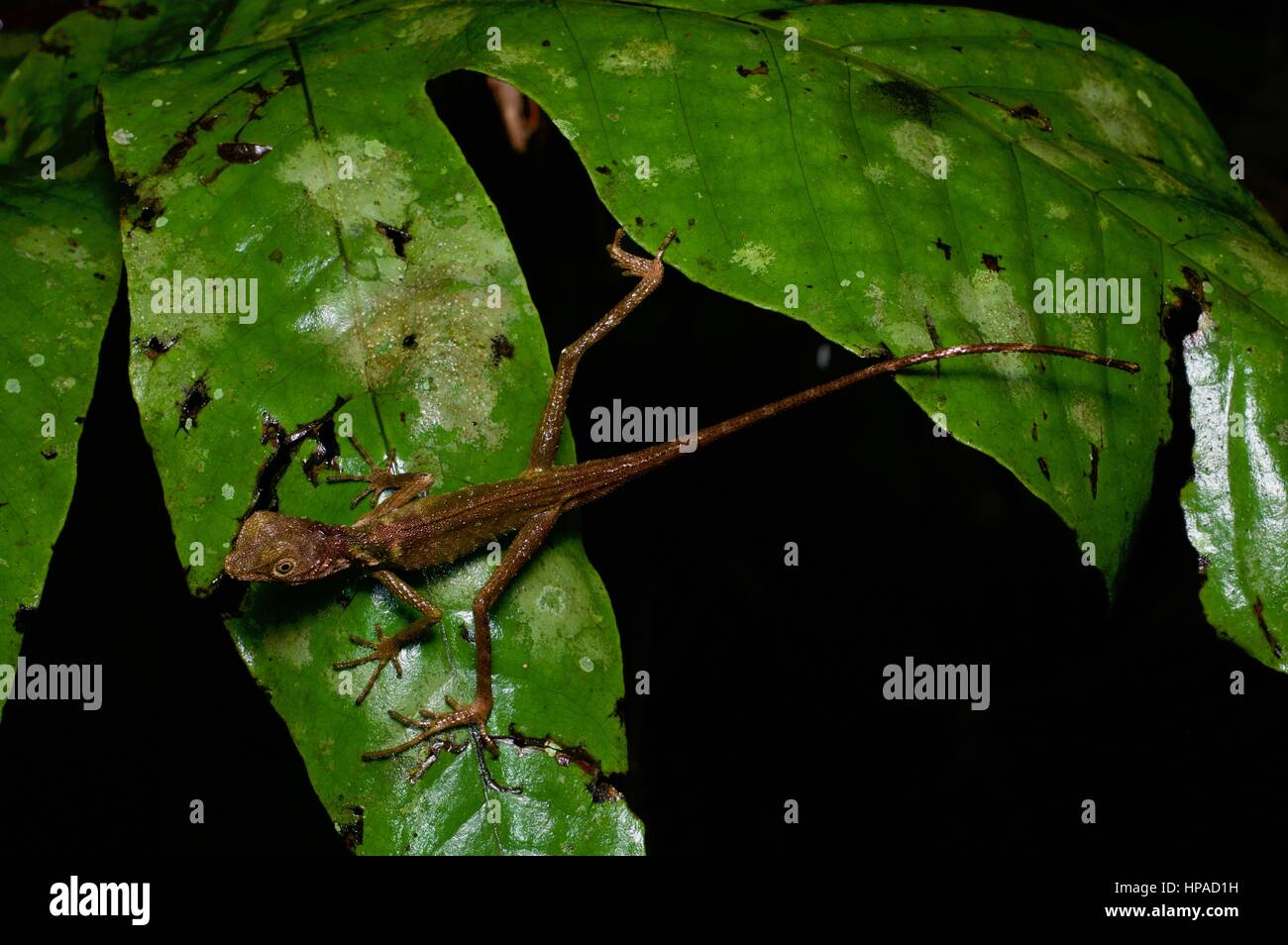 A Dusky Earless Agama (Aphaniotis fusca) straddling a leaf in the Malaysian rainforest at night Stock Photo