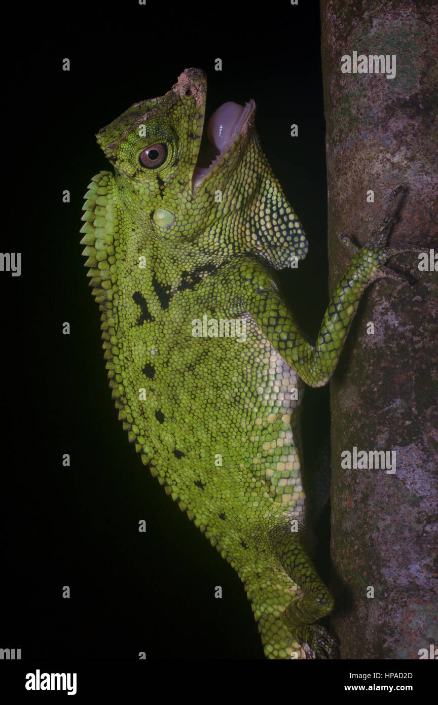 A colorful Doria's Anglehead Lizard in the rainforest at night in Santubong, Sarawak, East Malaysia, Borneo Stock Photo