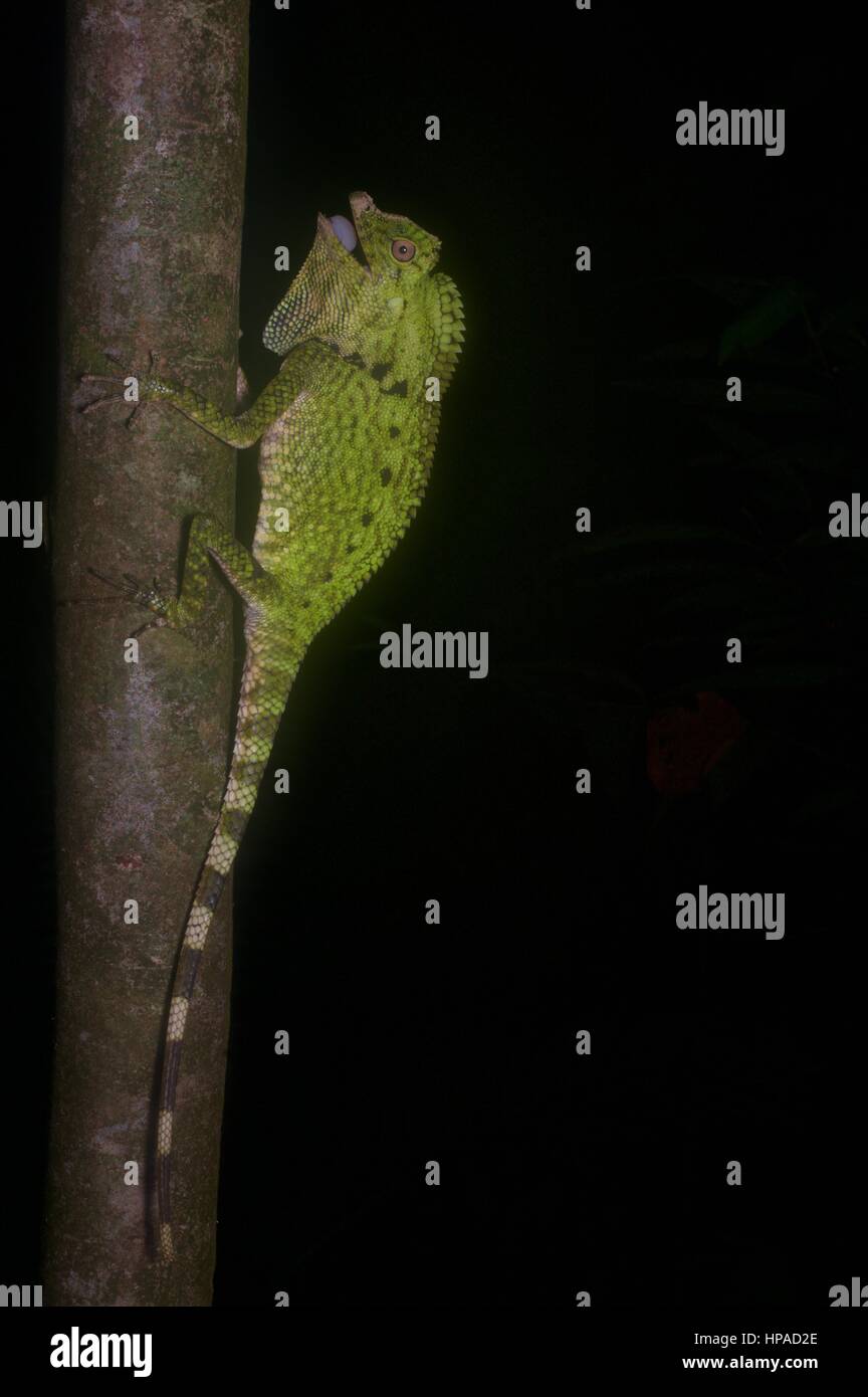 A colorful Doria's Anglehead Lizard in the rainforest at night in Santubong, Sarawak, East Malaysia, Borneo Stock Photo