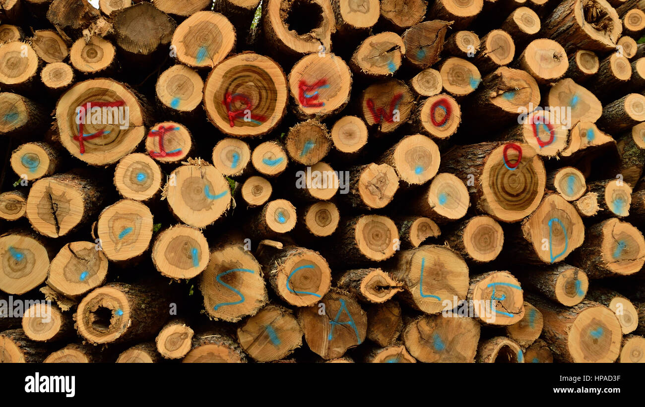 Sugar Maple (Acer saccharum) Firewood Stock Photo Alamy