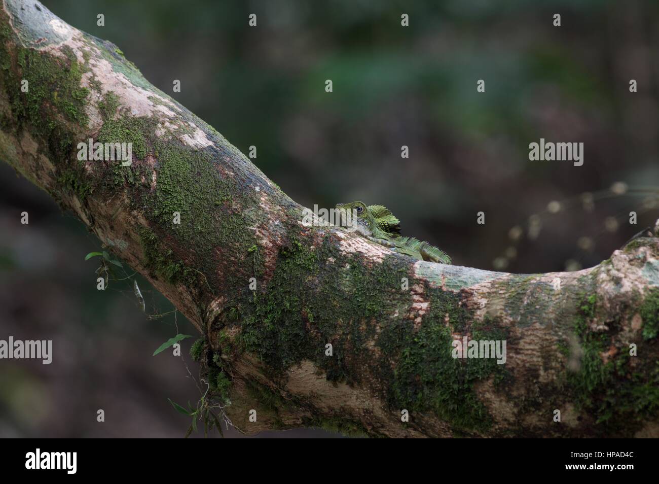 An adult male Great Anglehead Lizard (Gonocephalus grandis) on a tree in the Malaysian rainforest Stock Photo