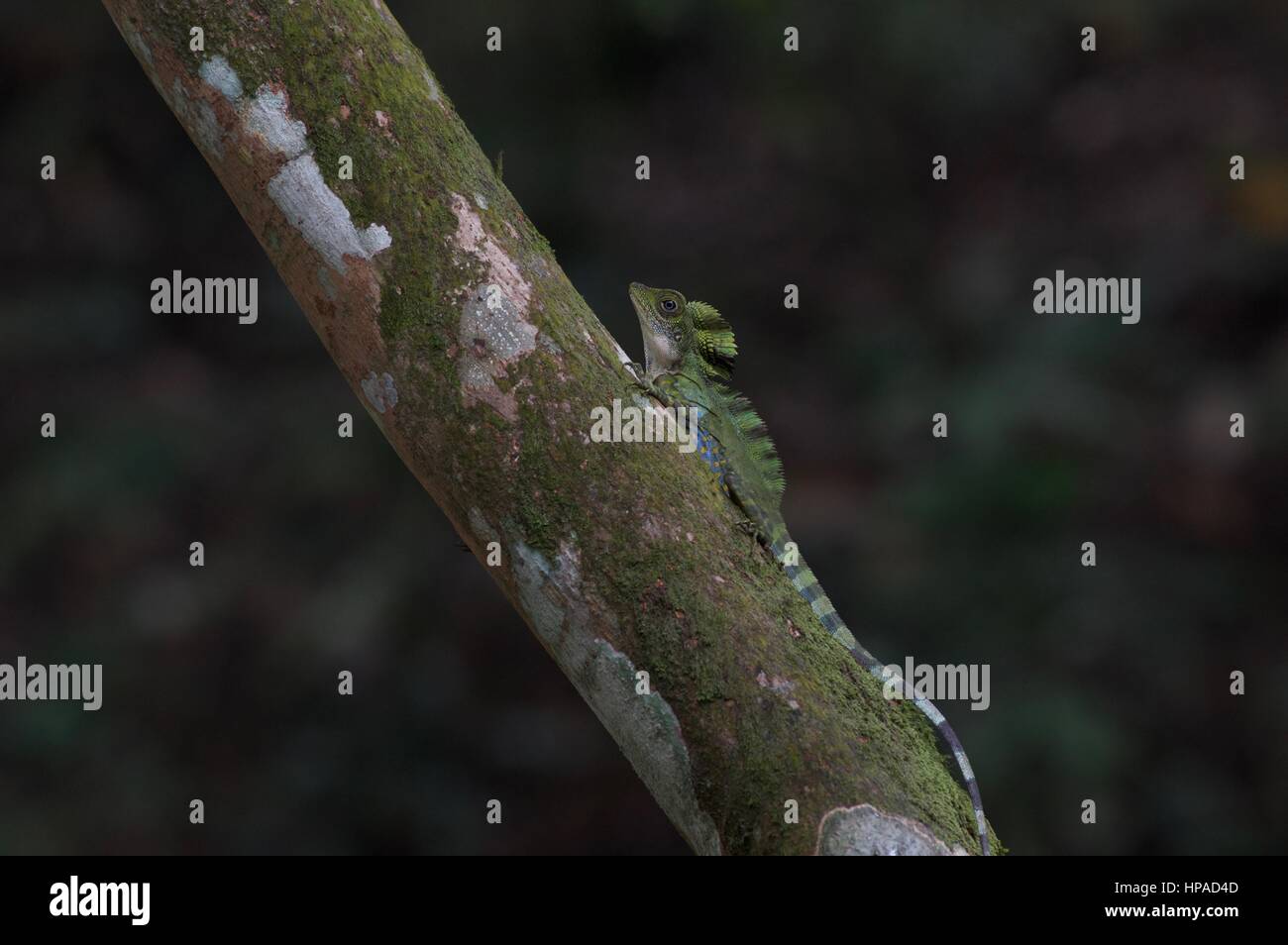 An adult male Great Anglehead Lizard (Gonocephalus grandis) on a tree in the Malaysian rainforest Stock Photo