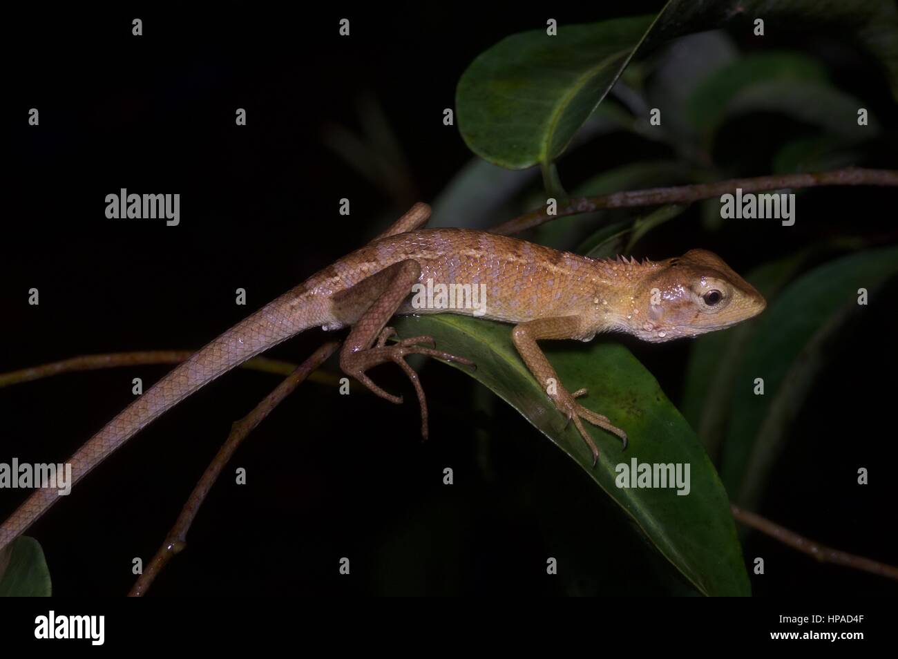 A Common Garden Lizard (Calotes versicolor) sleeping in the Malaysian rainforest at night Stock Photo