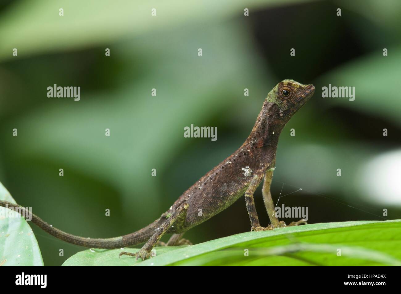 A Dusky Earless Agama (Aphaniotis fusca) standing tall in the Malaysian rainforest Stock Photo