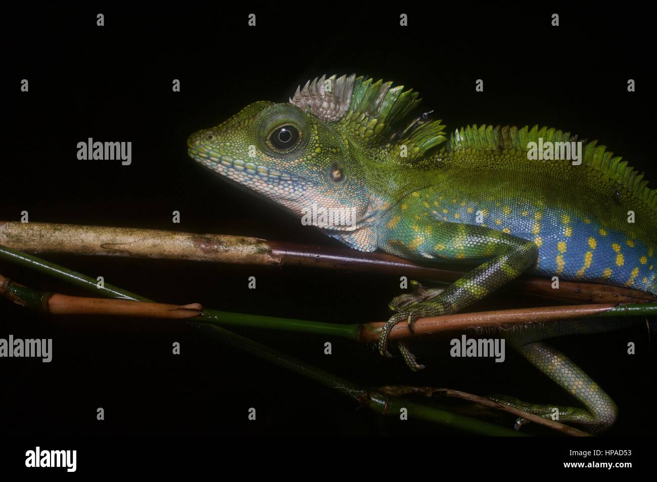 An adult male Great Anglehead Lizard (Gonocephalus grandis) resting in the Malaysian rainforest at night Stock Photo