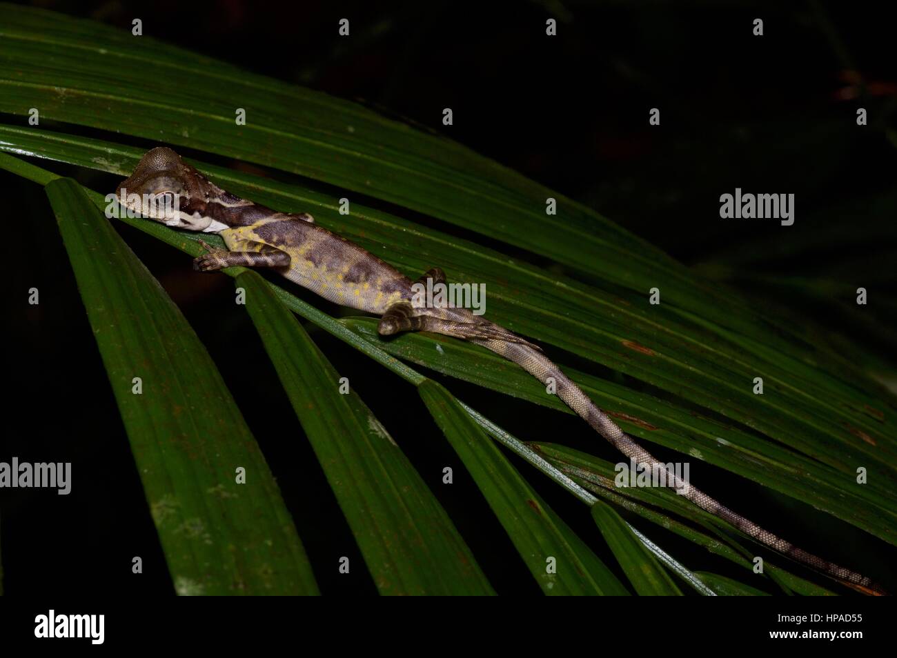 A young Great Anglehead Lizard (Gonocephalus grandis) resting in the Malaysian rainforest at night Stock Photo