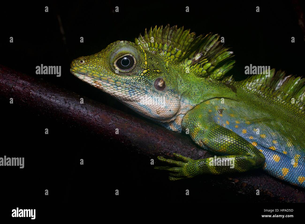 An adult male Great Anglehead Lizard (Gonocephalus grandis) resting in the Malaysian rainforest at night Stock Photo