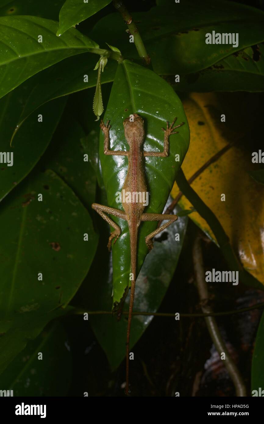 A Dusky Earless Agama (Aphaniotis fusca) sleeping on a leaf in the Malaysian rainforest at night Stock Photo